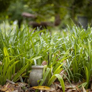 Molineddu_HD_73 (Demo)